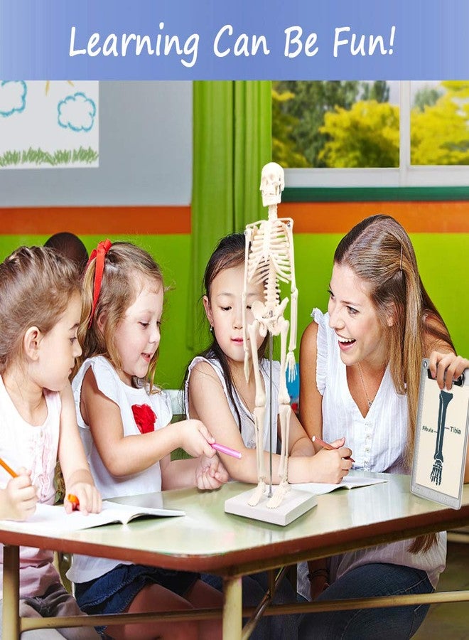 EVOTECH SCIENTIFIC Mini Human Skeleton Model for Anatomy, 17.7'' Full Body Human Skeleton Model with Movable Arms and Legs on Base for Medical Teaching Learning, Students Learning Education Tool - Image 2
